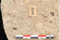 Foto (Detailansicht) von Quercus palaeoilex Ettingshausen (NHMW-GEO-2024-0188-6366)